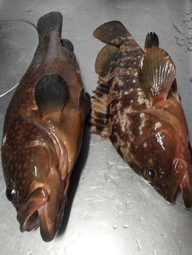 キジハタの釣果