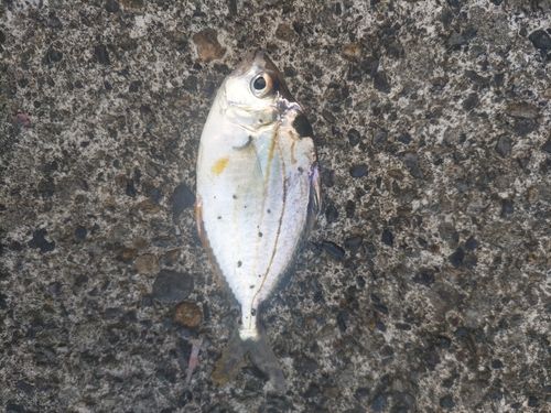 ヒイラギの釣果