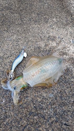 アオリイカの釣果