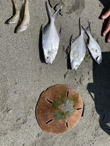 シロギスの釣果