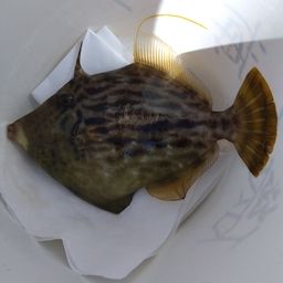 カワハギ