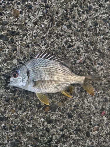 キビレの釣果