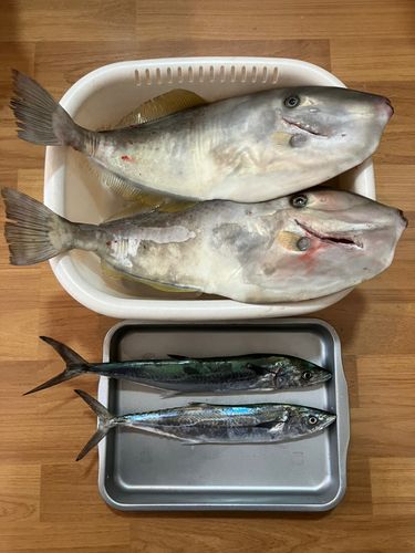 ウスバハギの釣果