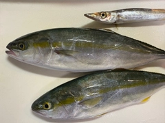 ワカシの釣果