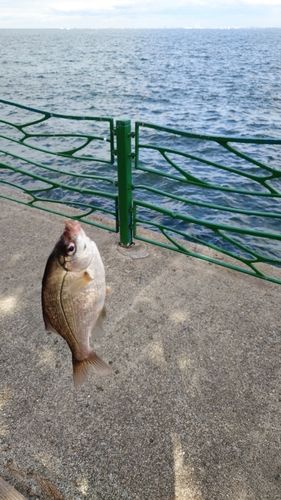 海辺つり公園
