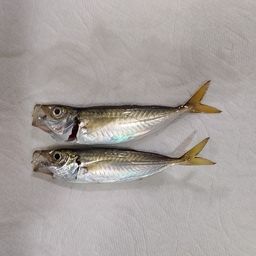 アジ