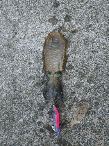 紀伊水道