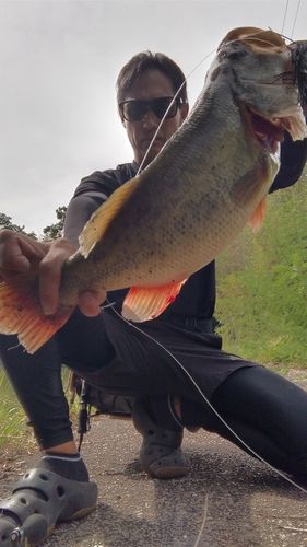 ラージマウスバスの釣果