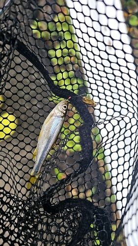カワムツの釣果