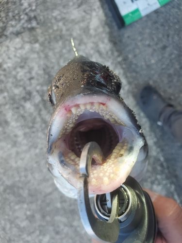 チヌの釣果