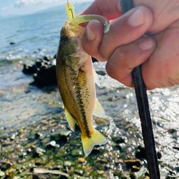 ラージマウスバス