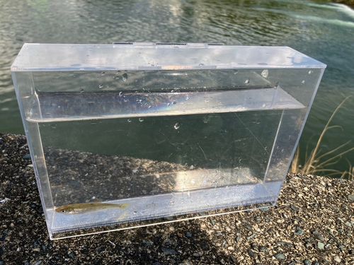 オイカワの釣果