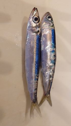 国府津海岸