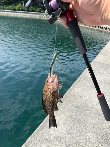 オオモンハタの釣果