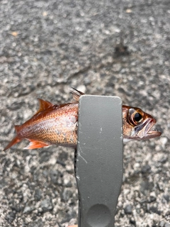 アカムツの釣果