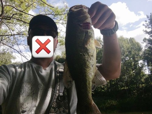 ラージマウスバスの釣果