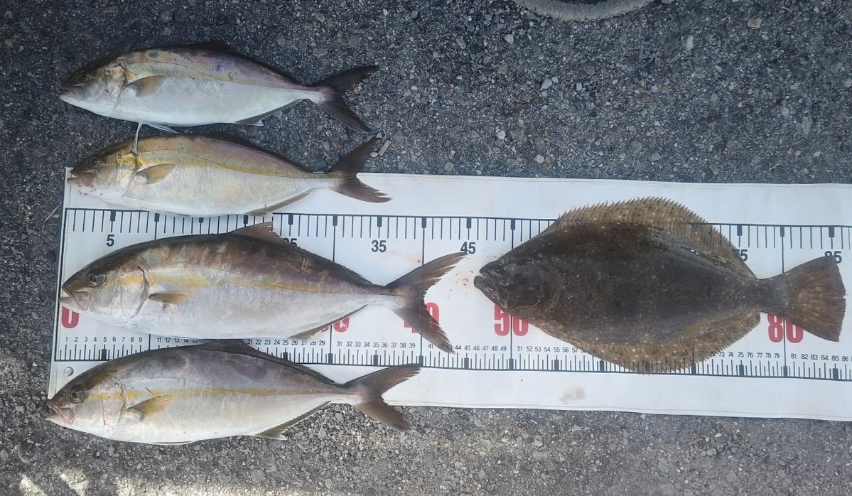 アツ内藤さんの釣果 2枚目の画像