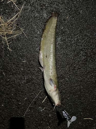 ナマズの釣果