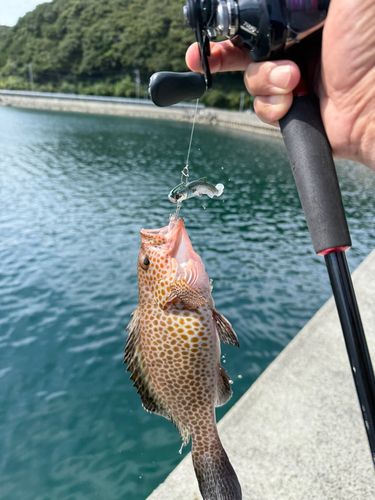 オオモンハタの釣果