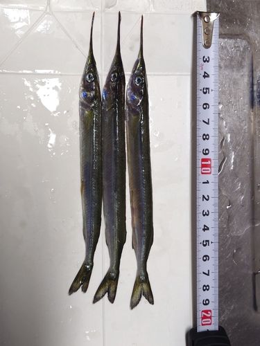 サヨリの釣果