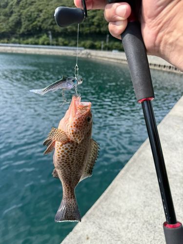 オオモンハタの釣果