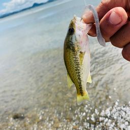 ラージマウスバス