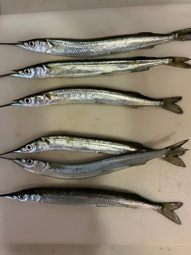 サヨリの釣果