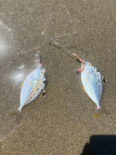 釣果