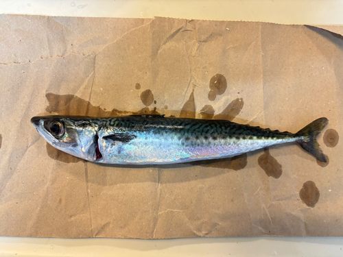 サバの釣果