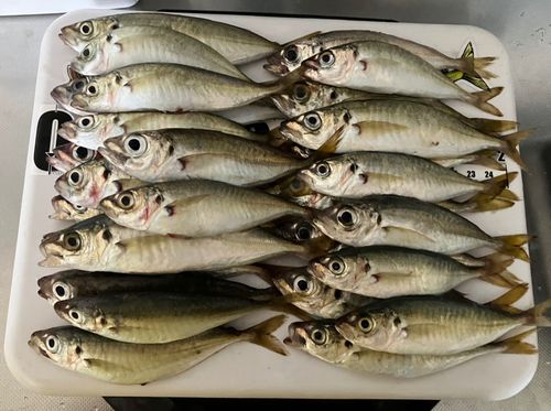アジの釣果