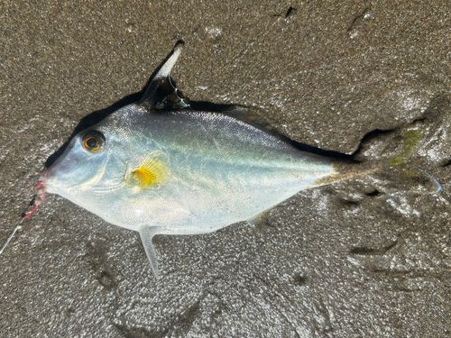 釣果