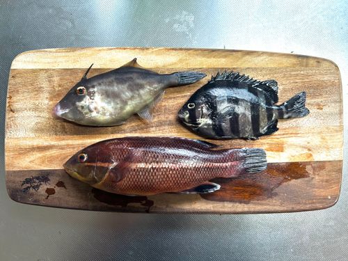 ウマヅラハギの釣果