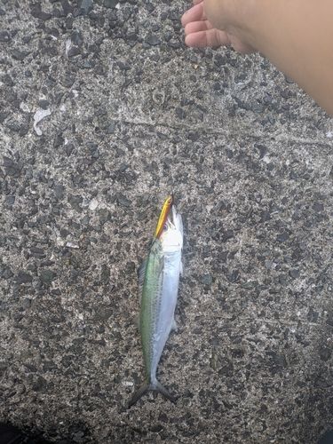 サゴシの釣果