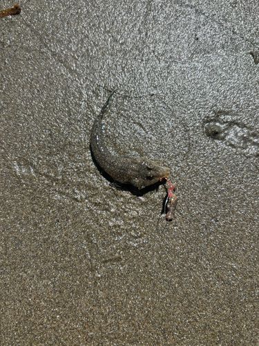 メゴチの釣果