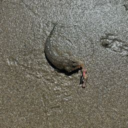 メゴチ