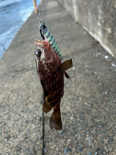 アコウの釣果