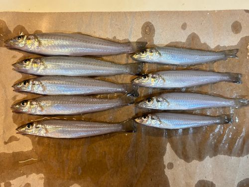 キスの釣果