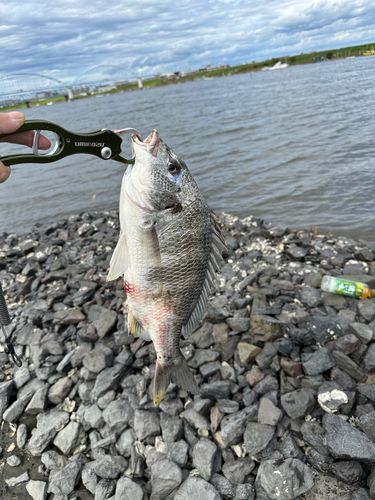 キビレの釣果