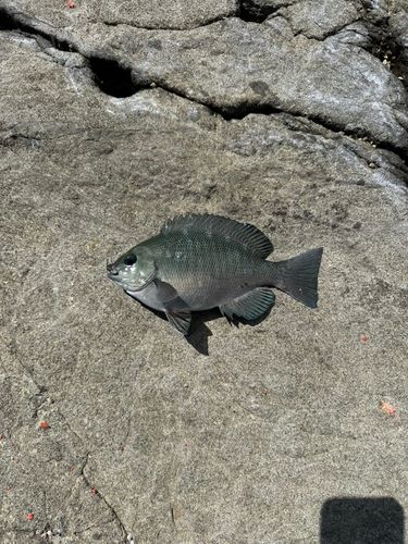 メジナの釣果