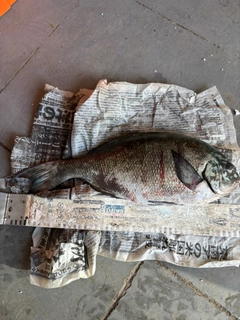 オナガグレの釣果