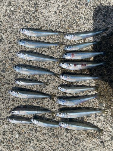 イワシの釣果