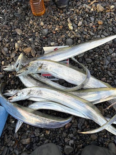 タチウオの釣果