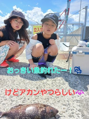 アイゴの釣果
