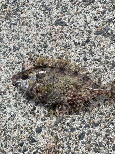 アイゴの釣果