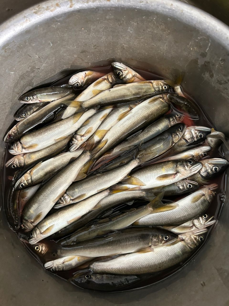 アユ