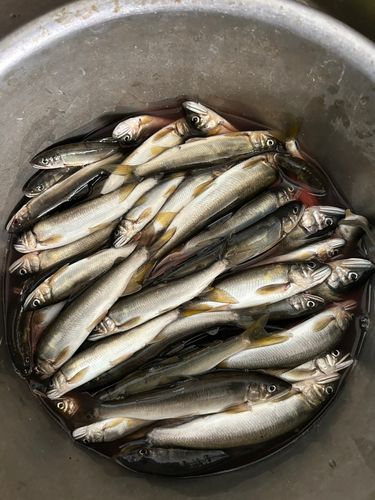 アユの釣果