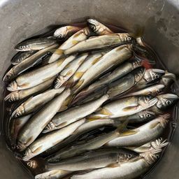 アユ