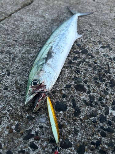 サゴシの釣果
