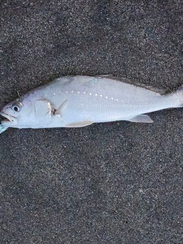 ニベの釣果