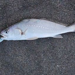 ニベ